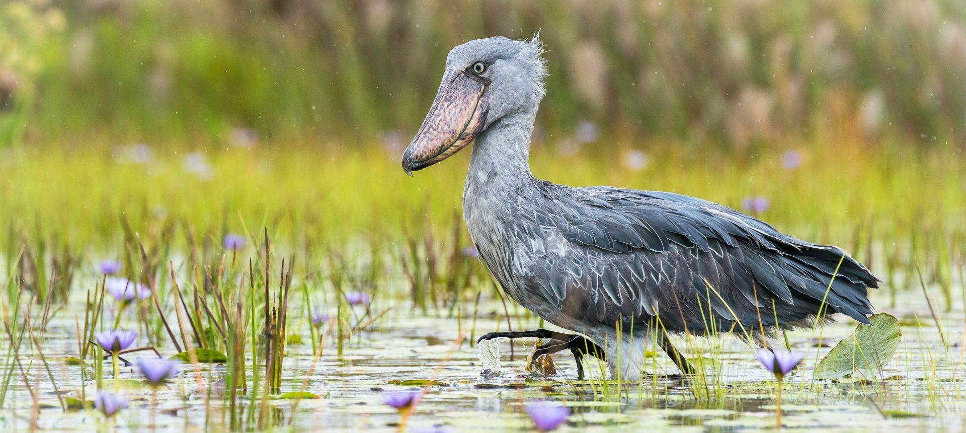 Shoebill, Uganda Shutterstock 1021097938