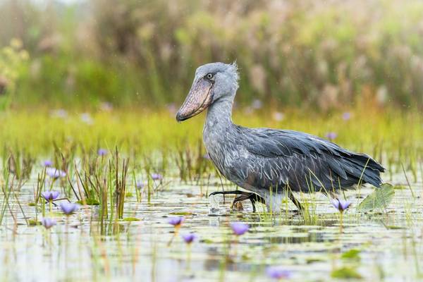 Shoebill, Uganda Shutterstock 1021097938