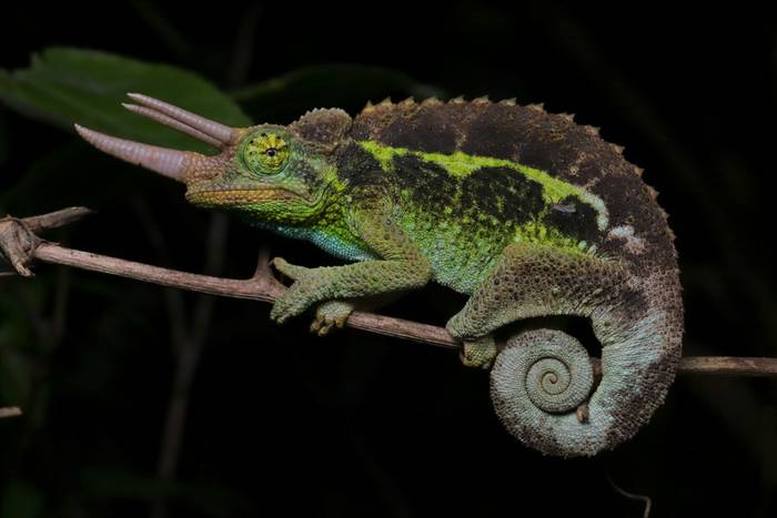 Jackson's Three-horned Chameleon (Trioceros jacksonii) male © Laura and Bobby Bok, April 2026