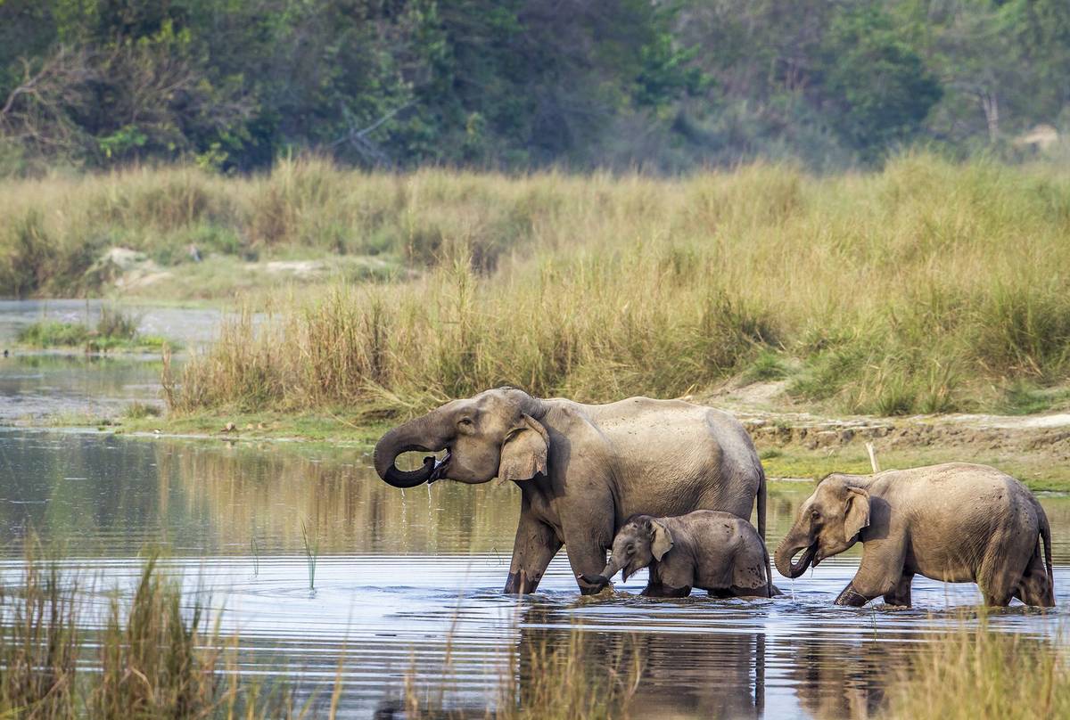 Asian-Elephants,-Chitwan-National-Park,-Nepal-shutterstock_446298943.jpg