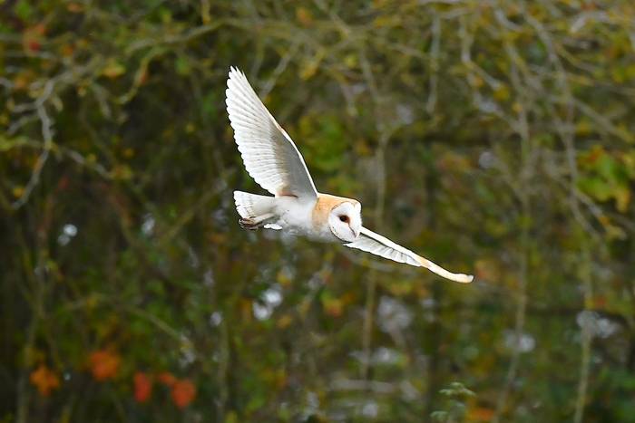 Barn Owl (Sean Greenway).JPG
