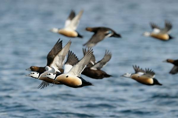 Steller's Eiders Image
