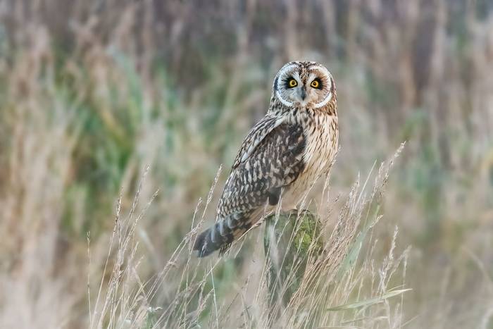 Short-eared Owl shutterstock_2009102882.jpg