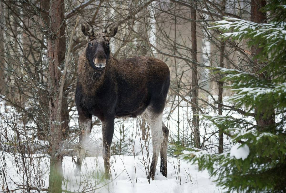 Moose, Poland Shutterstock 1043286964