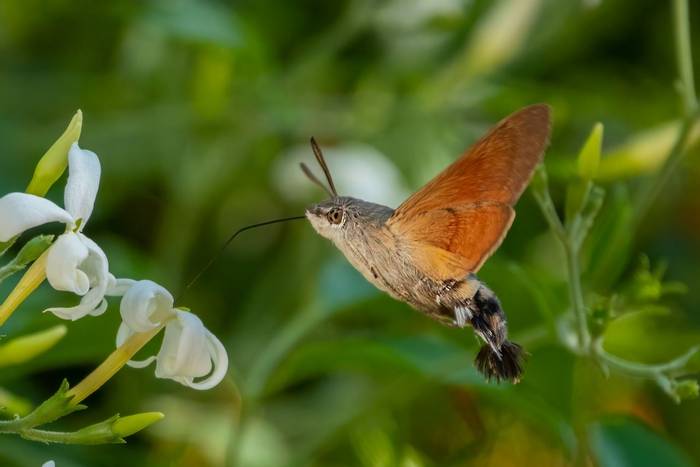 Hummingbird Hawk-moth