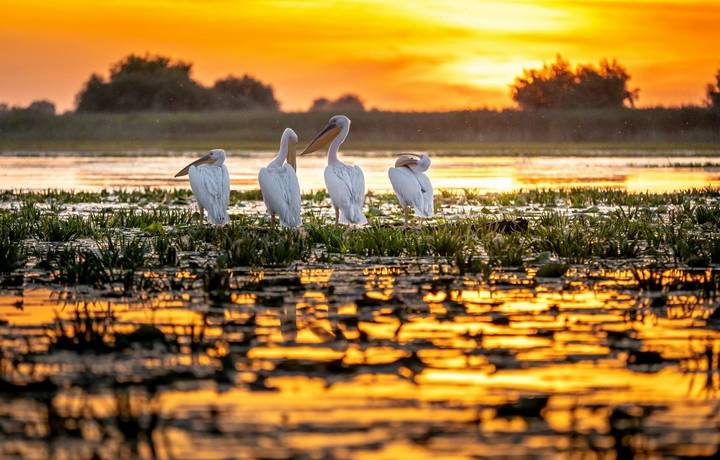 Danube Delta, Romania. Pelicans at sunrise Danube Delta, Romania. Pelicans at sunrise