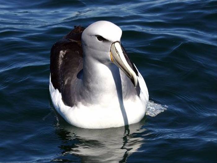 Salvins Albatross (Ron Marshall)