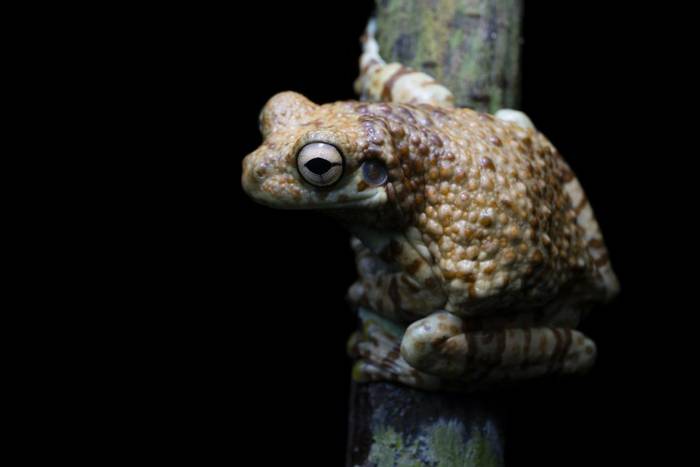 Milk Frog (Trachycephalus cunauaru) © Jaime Culebras