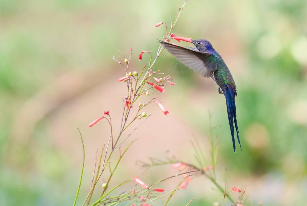 Swallow-tailed Hummingbird