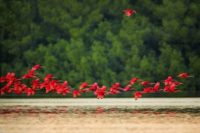 Scarlet Ibis, Caroni Swamp shutterstock_371546434.jpg