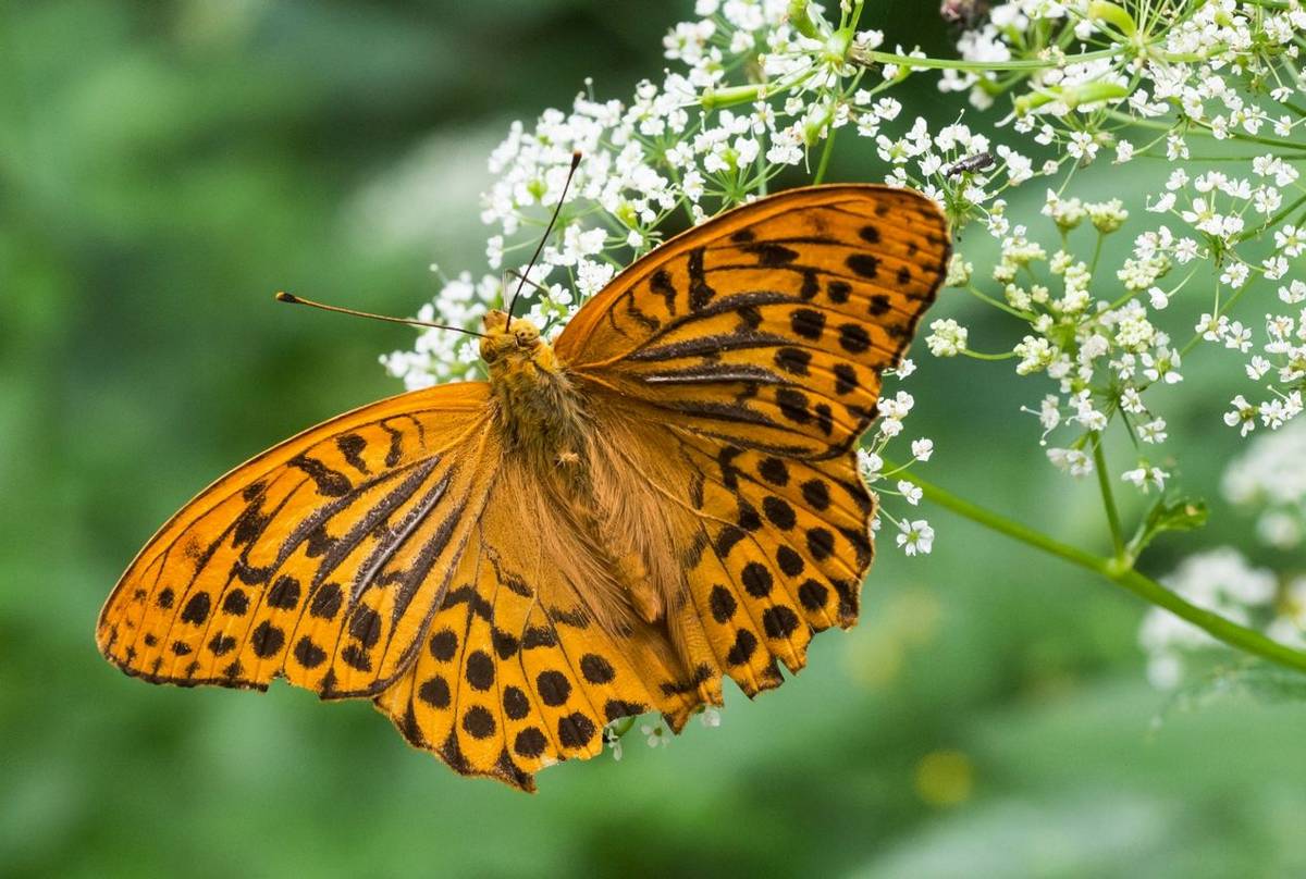 Silver-washed-Fritillary-shutterstock_1156063039.jpg