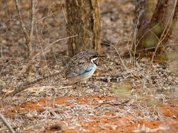 Long-tailed Ground Roller (Paul Stanbury)