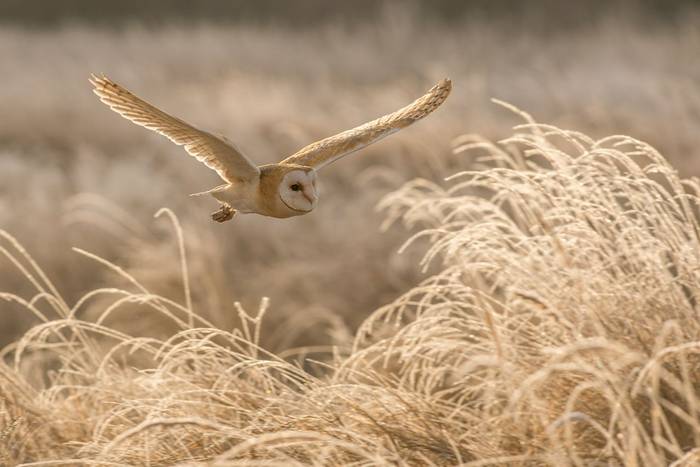 Barn Owl shutterstock_166658675.jpg