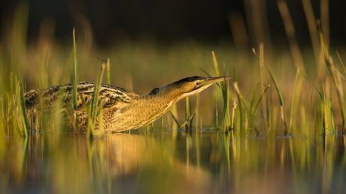 4 Night Guided Birdwatching in Western Yorkshire Dales 