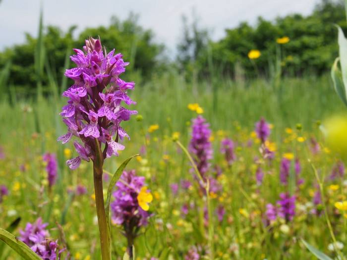 Southern Marsh Orchids