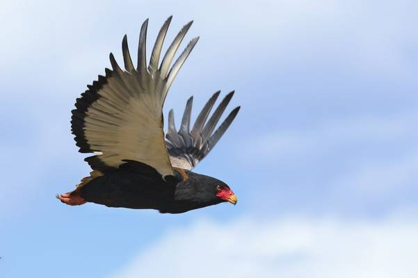 Bateleur shutterstock_435568774.jpg