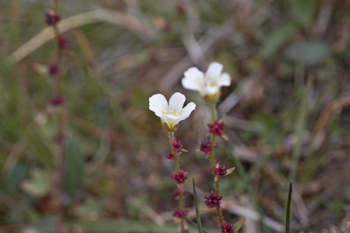 Drooping Saxifrage.jpg