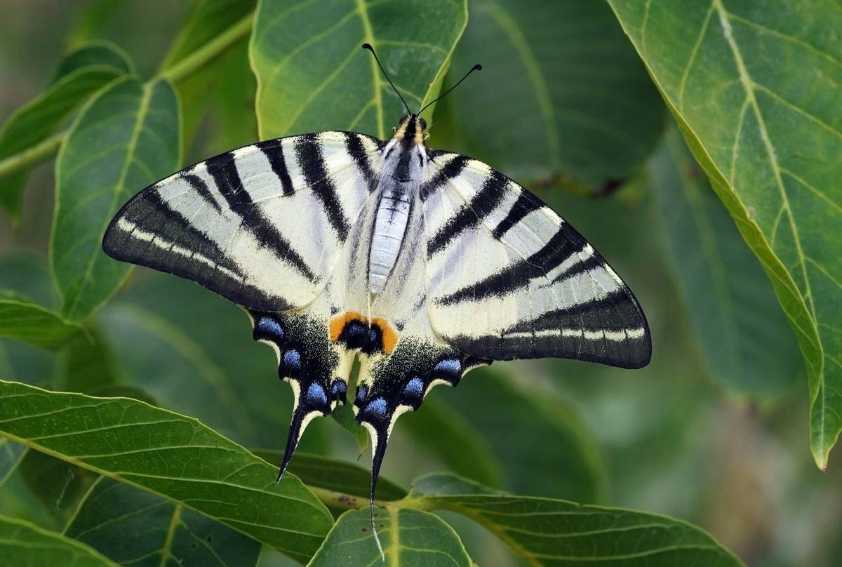 Scarce Swallowtail