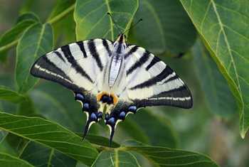 Scarce Swallowtail
