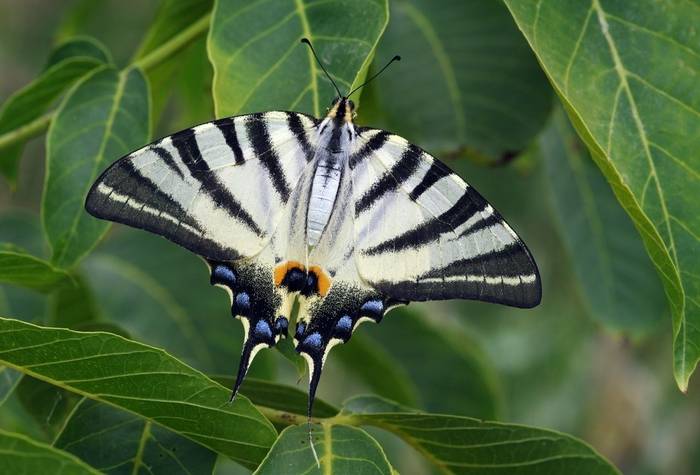 Scarce Swallowtail