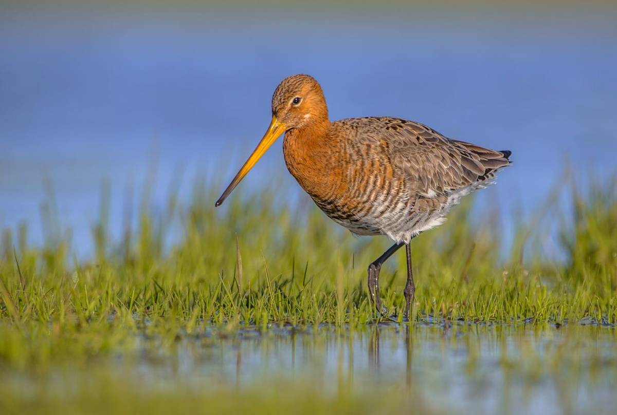 Black-tailed Godwit shutterstock_649181677.jpg