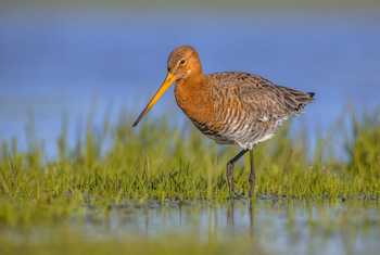 Black-tailed Godwit shutterstock_649181677.jpg