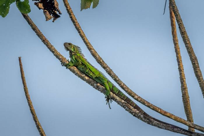 Green Iguana © A J Bradshaw, March 2026 tour