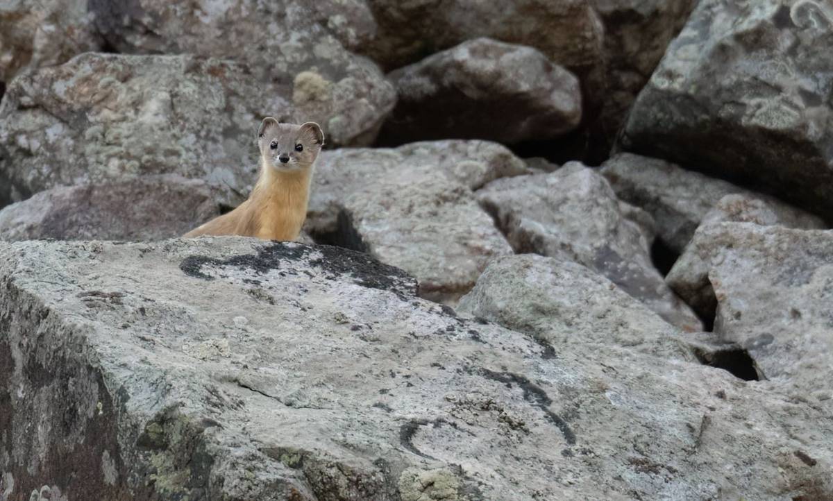 Mountain Weasel 2 © Chris Griffin, May 2026