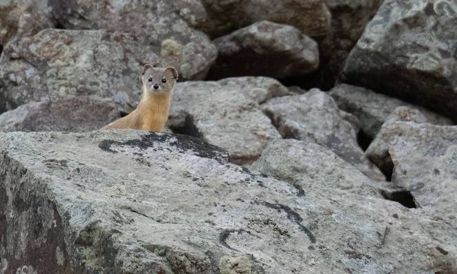 Mountain Weasel 2 © Chris Griffin, May 2026