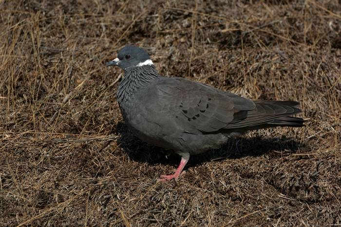 White-collared Pigeon