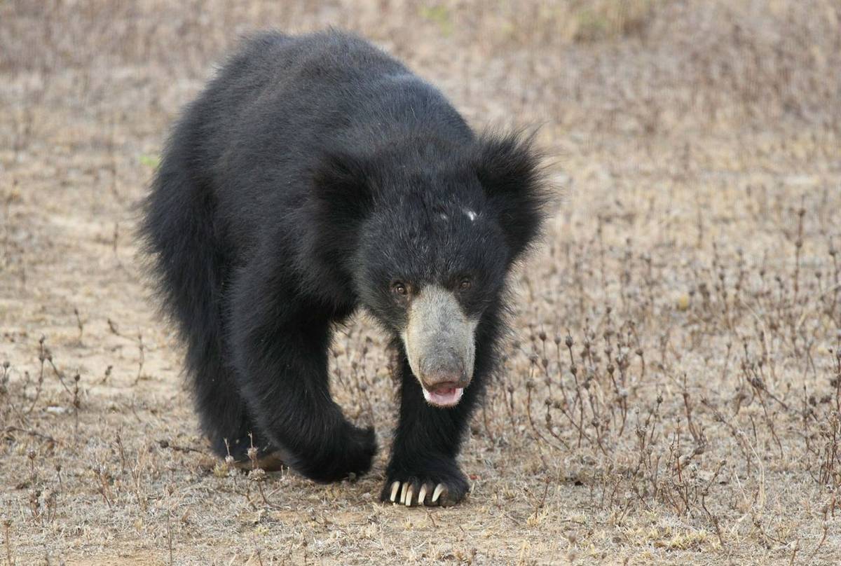 Sloth Bear (taken by Ian Williamson)