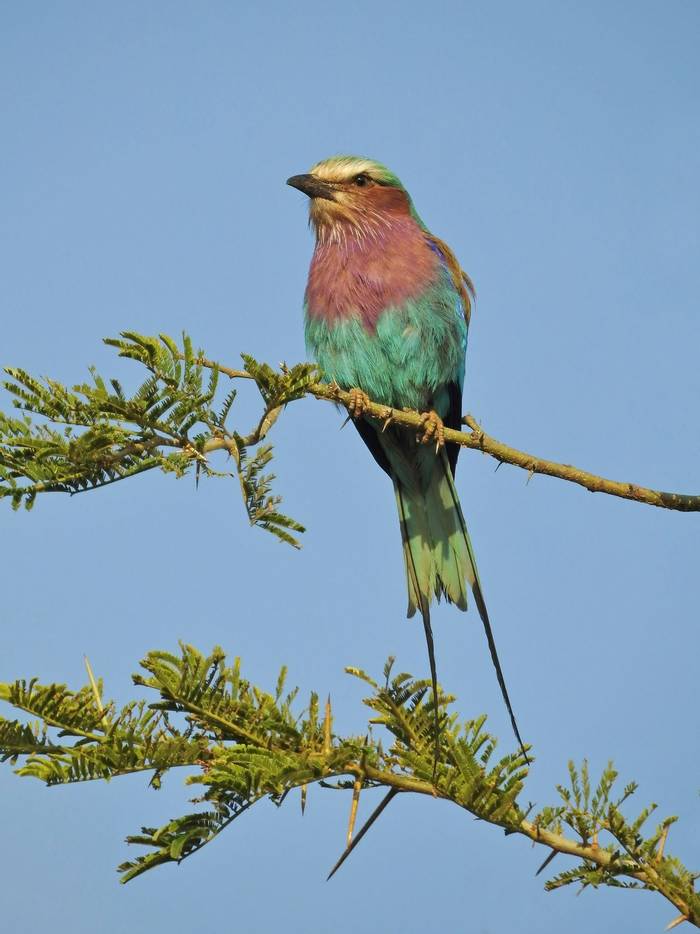 Lilac-breasted Roller © Dorril Polley
