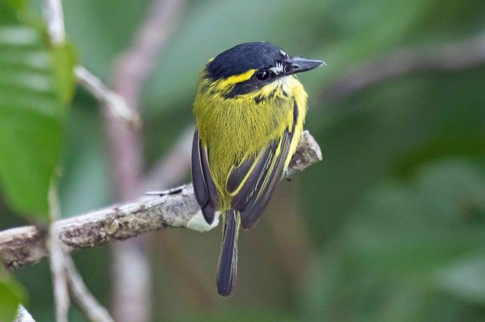 Yellow-browed Tody-flycatcher (Chris Hutchinson)