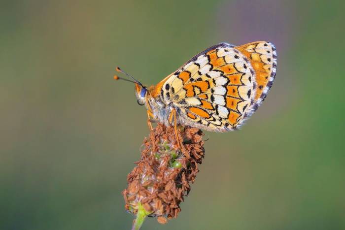 Glanville Fritillary