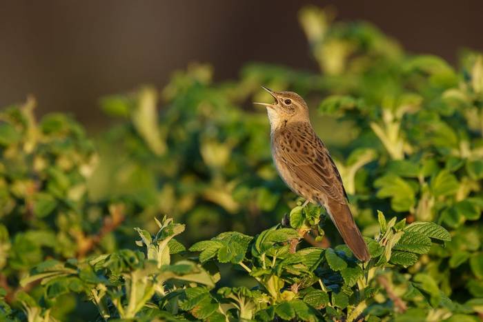 Grasshopper Warbler shutterstock_1092533345.jpg