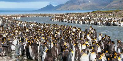 King Penguins, South Georgia (Tim Melling) Image