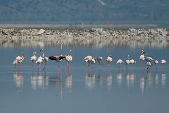 Greater Flamingoes © Tim Melling, April 2022
