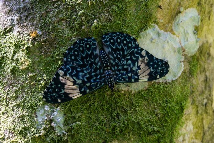 Red Cracker (Hamadryas amphinome) © James Warren, May 2026.jpg