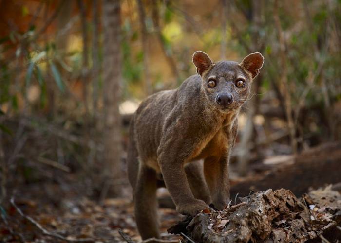 Fossa, Madagascar shutterstock_169578458.jpg