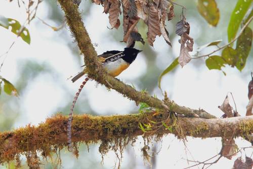 Birds of New Guinea - Lynx Nature Books