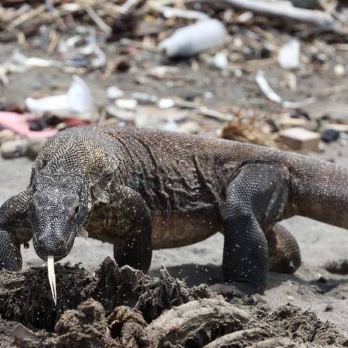 Komodo Dragon, Indonesia