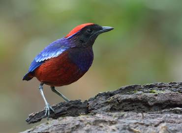 Malaysia's Highlights - A Birdwatching Tour