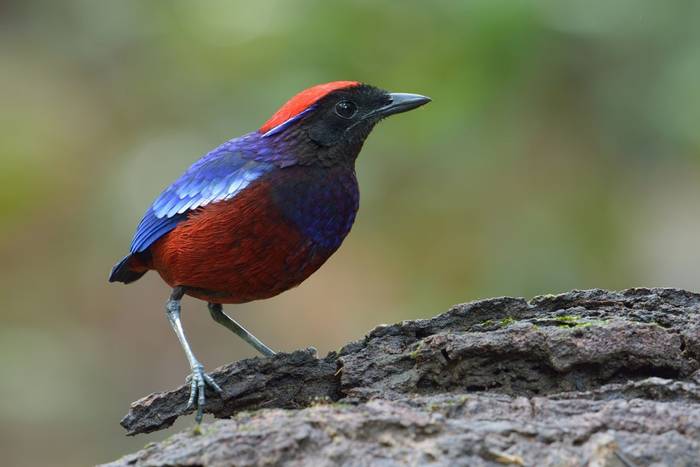 Garnet Pitta