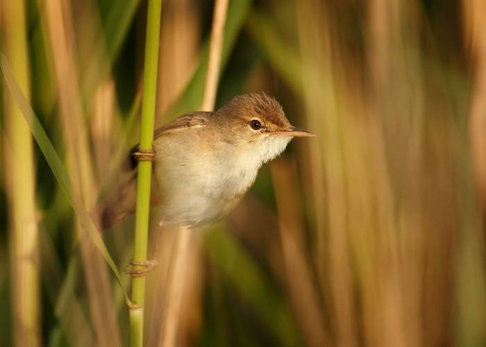 European Reed Warbler shutterstock_569240695.jpg
