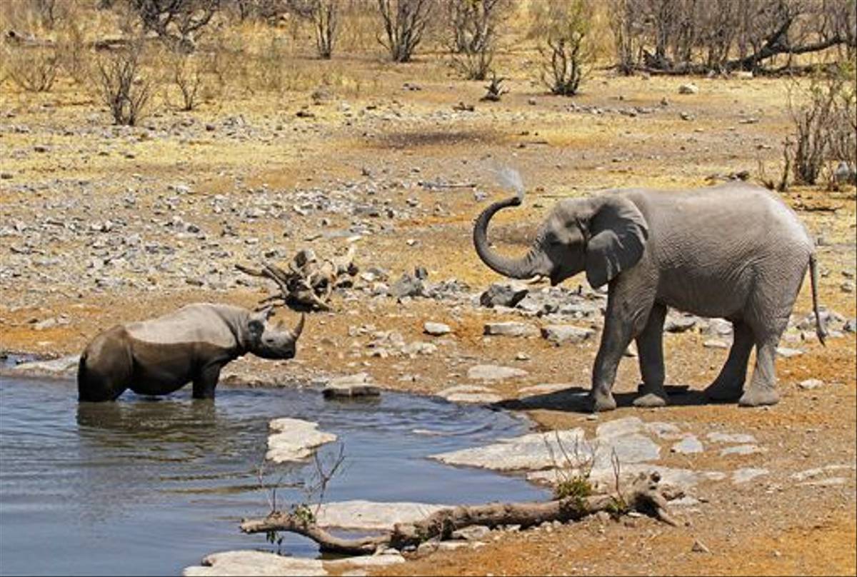 Black Rhino and African Elephant (Neil Macleod)