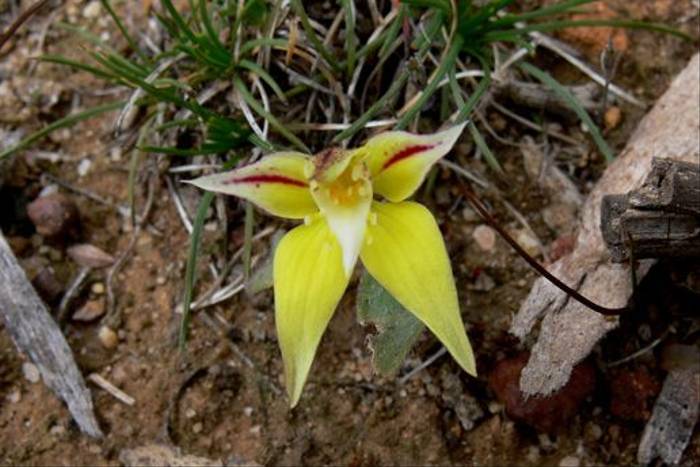 Cowslip Orchid at Dryandra (Peter Taylor)