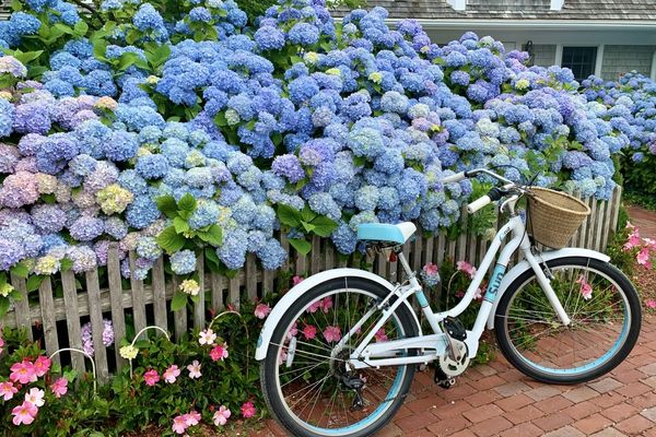 chatham-bars-inn-Hydrangeas-Bike-July-2020.jpg