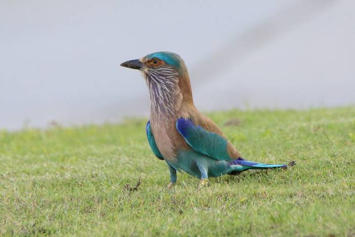 Indian Roller © Tim Young, November 2024 tour