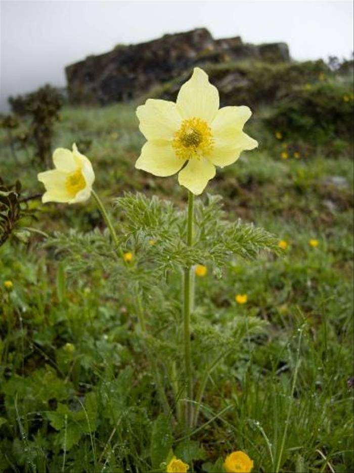 Alpine Pasqueflower