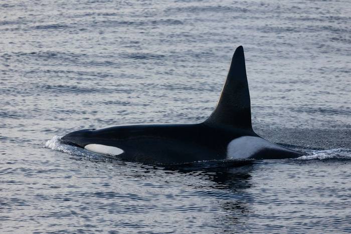 Orca, North Ronaldsay (Sara Frost) (2).jpg